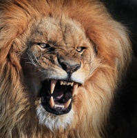 angry-lion-funny-angry-animals-pics