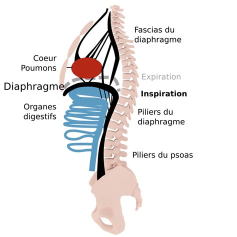 D couvertes Incroyables Sur Le Diaphragme Conscience Joyeuse d-couvertes-incroyables-sur-le-diaphragme-conscience-joyeuse